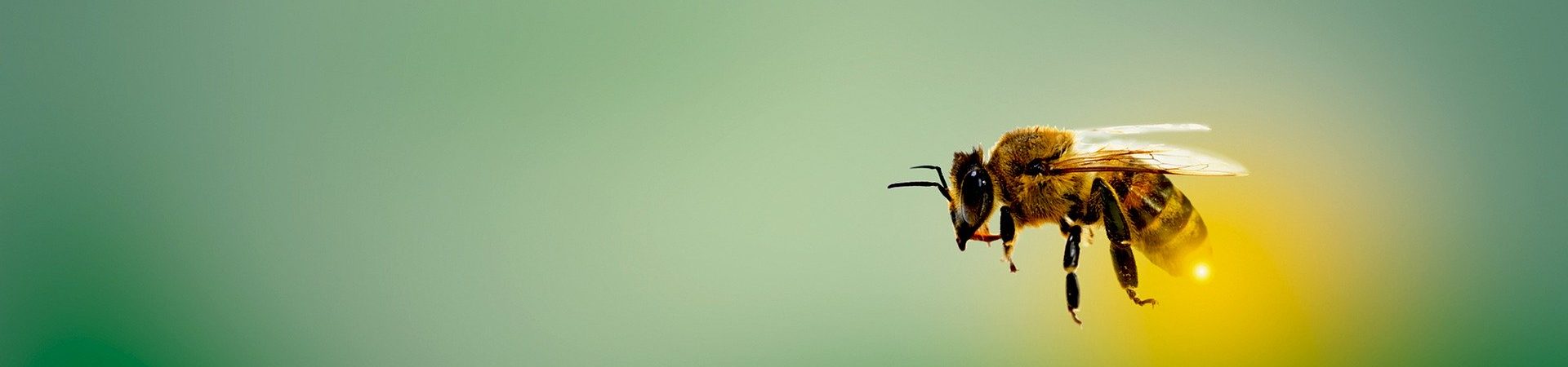 Naturnahe Gärten für Bienen, Schmetterlinge und viele andere Insekten und Tiere sind das Ziel des Projekts „NaturPflanzen“. Wir wollen Jung und Alt für naturnahe Gärten mit heimischen Wildpflanzen begeistern. Mit unseren Projektpartnern wollen wir Netzwerke aufbauen und gemeinsam mit Gärtnereien und Pflanzenbetrieben mehr naturnahe Gärten in Deutschland zum Blühen bringen.
